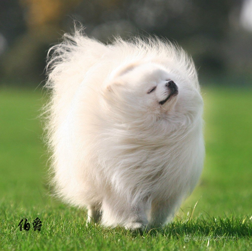 lulu-da-pomerania (8)