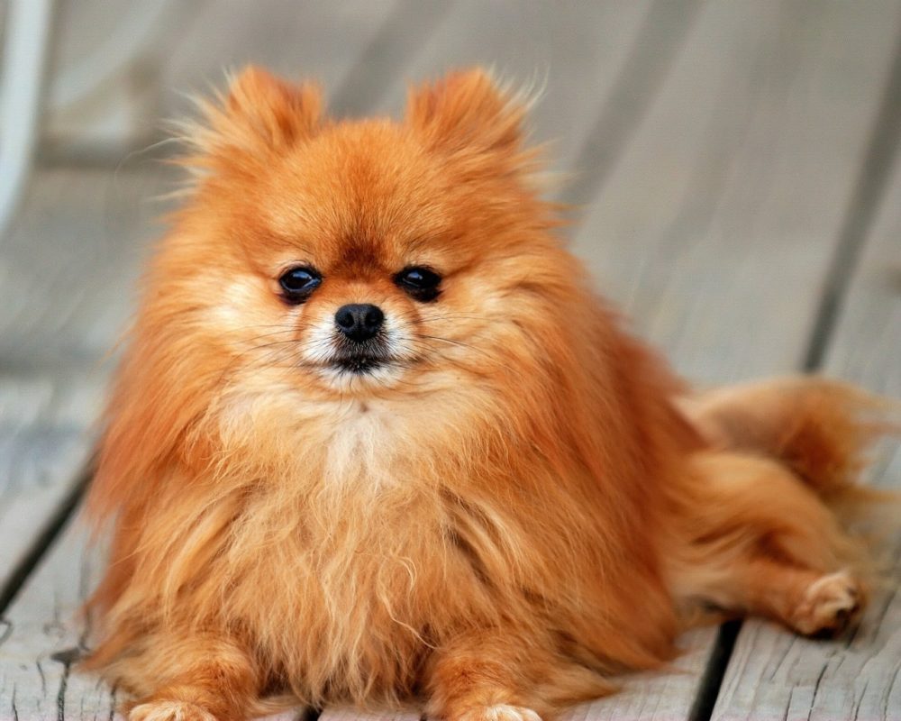 lulu-da-pomerania (9)