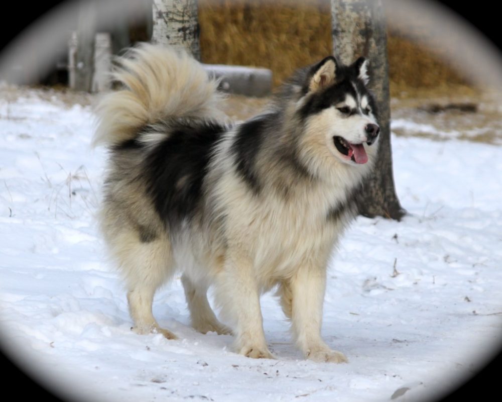 malamute do alasca 26