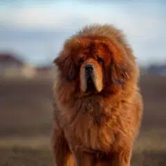 mastim tibetano