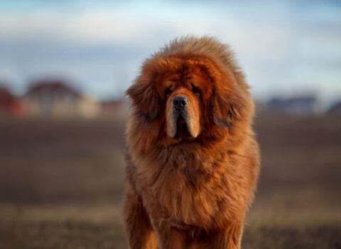 mastim tibetano