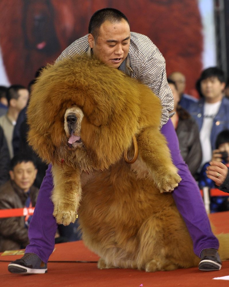 A man holds up his Tibetan mastiff as they perform on stage during a dog beauty contest in Shenyang