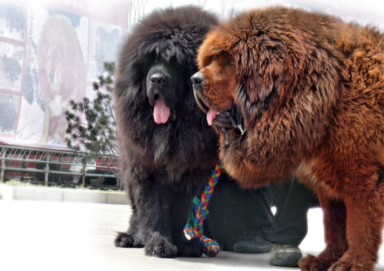 mastim-tibetano (10)