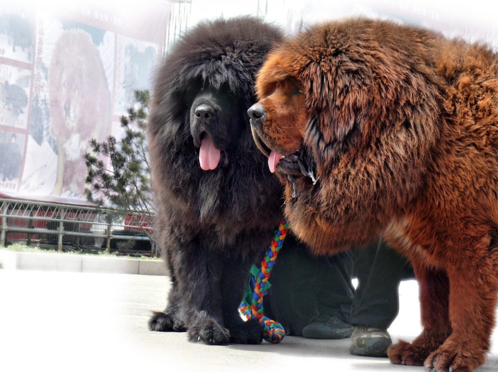 maiores cachorros do mundo