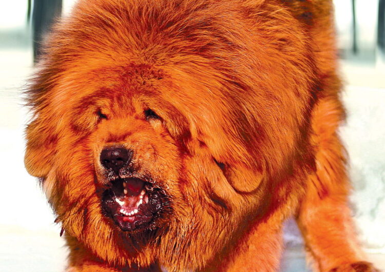 mastim-tibetano (2)