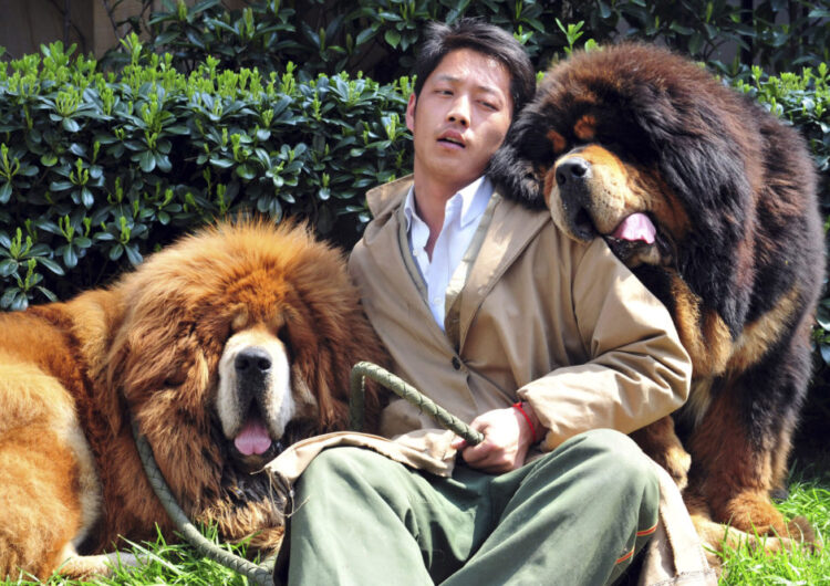 In this photo taken Tuesday March 18, 2014, a Chinese man working for a dog breeder bids farewell to two Tibetan mastiffs he had been caring for outside a hotel in Tongxiang city in east China's Zhejiang province.  A Chinese dog breeder said Thursday that a property developer paid him 18 million yuan ($3 million) for the Tibetan mastiff twins, highlighting how the breed has become a status symbol for China's rich. One of the twins - a golden-haired Tibetan mastiff - was sold for $12 million yuan, and his red-haired brother went for $6 million yuan. (AP Photo) CHINA OUT