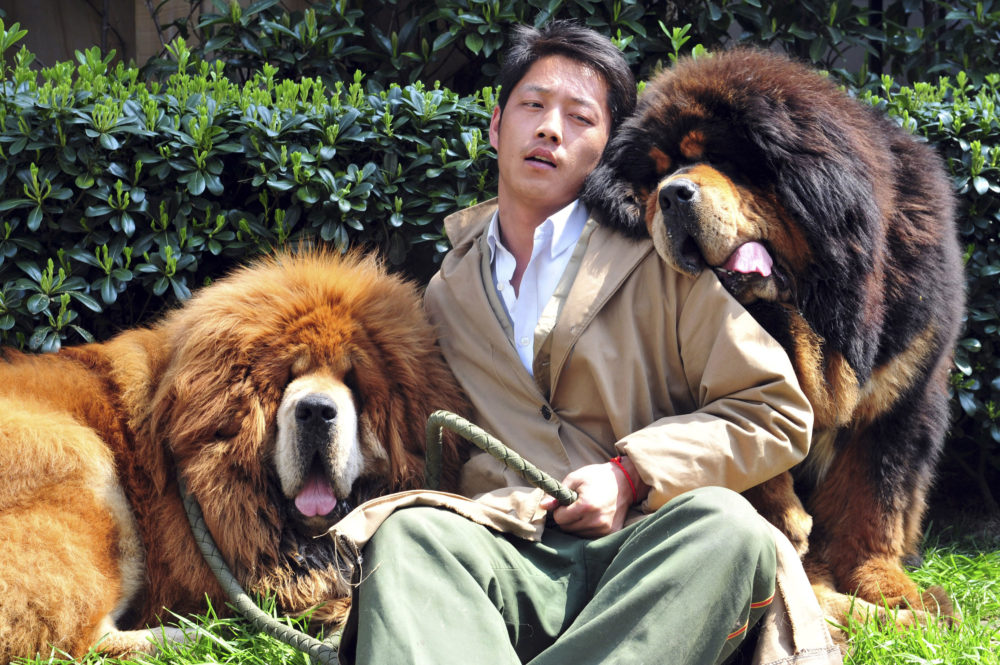 In this photo taken Tuesday March 18, 2014, a Chinese man working for a dog breeder bids farewell to two Tibetan mastiffs he had been caring for outside a hotel in Tongxiang city in east China's Zhejiang province.  A Chinese dog breeder said Thursday that a property developer paid him 18 million yuan ($3 million) for the Tibetan mastiff twins, highlighting how the breed has become a status symbol for China's rich. One of the twins - a golden-haired Tibetan mastiff - was sold for $12 million yuan, and his red-haired brother went for $6 million yuan. (AP Photo) CHINA OUT