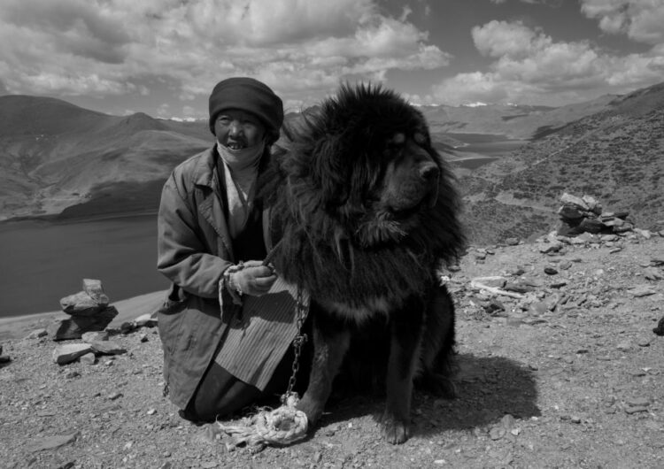 mastim-tibetano (5)