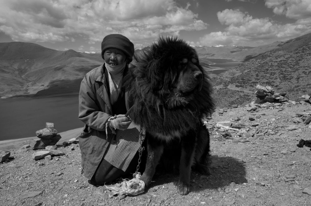 mastim-tibetano (5)