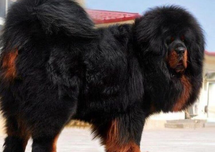 mastim-tibetano (7)