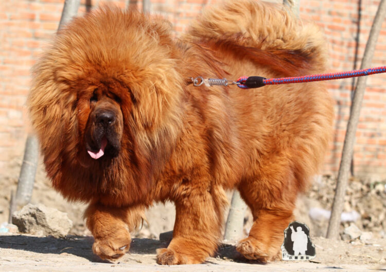 mastim-tibetano (8)
