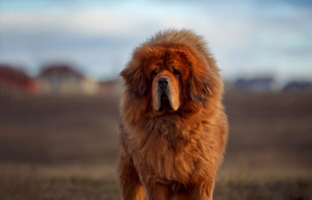 mastim tibetano