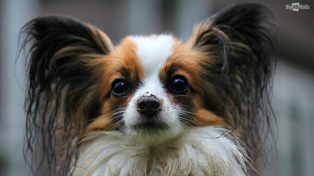 papillon 15