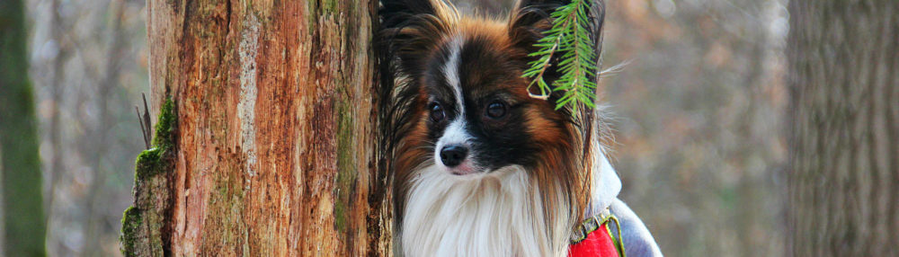papillon1