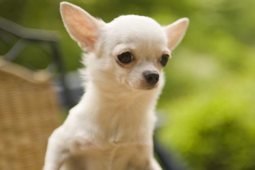 Chihuahua (Foto: Reprodução / Mirror UK)