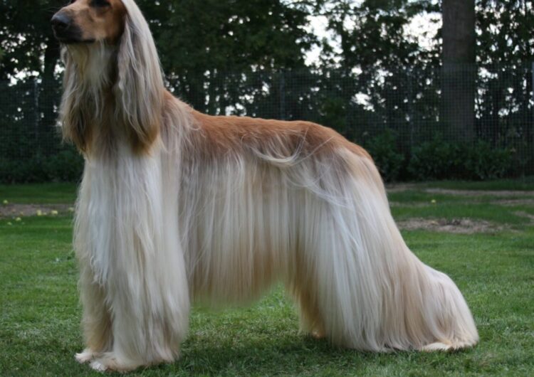 afegao-hound (1)