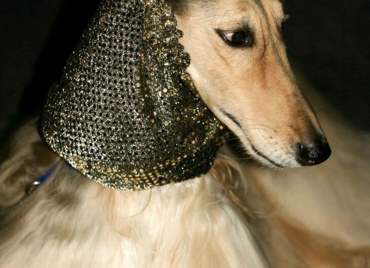 afegao-hound (11)