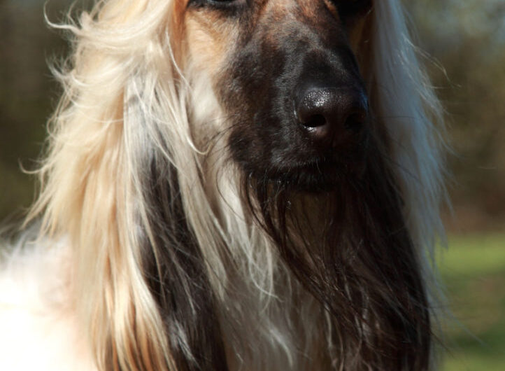afegao-hound (12)