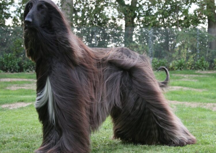 afegao-hound (17)