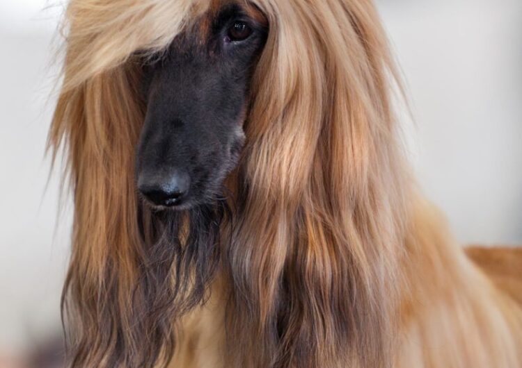 afegao-hound (2)
