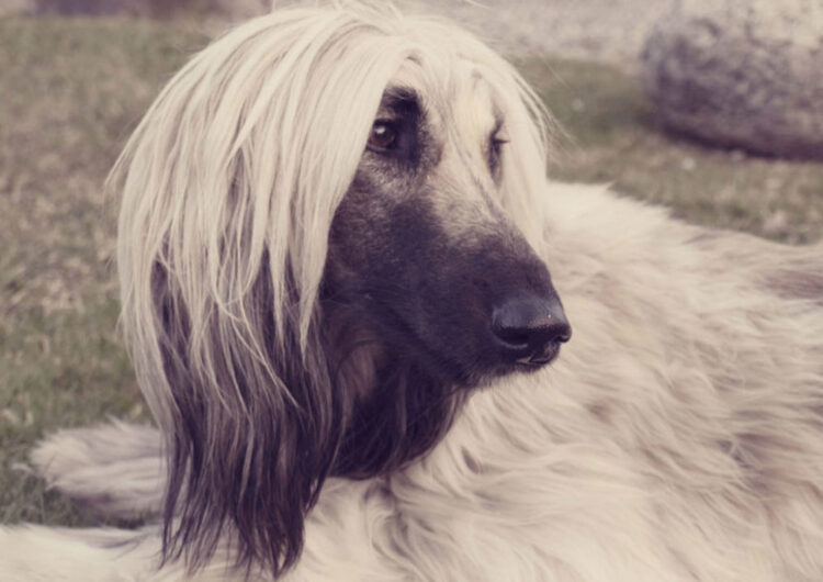 afegao-hound (21)