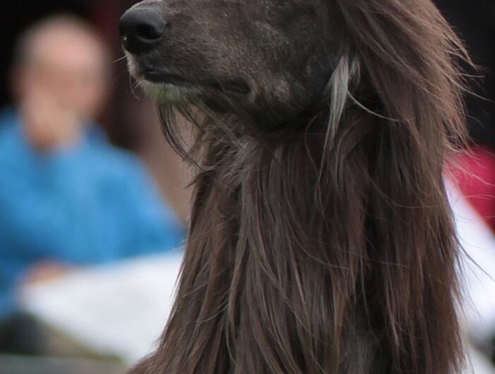 afegao-hound (23)