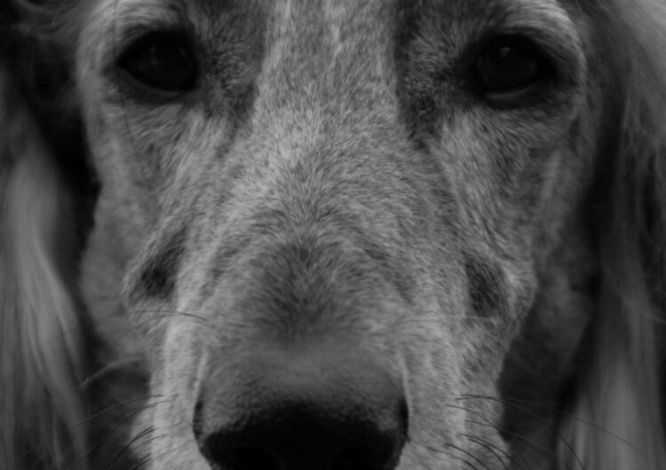 afegao-hound (27)