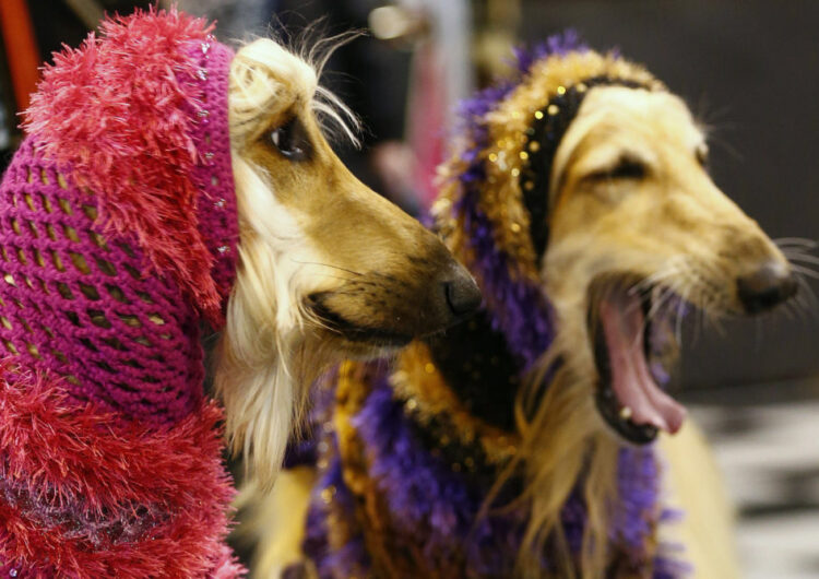 Afghan Hounds wear hoods during the first day of the Crufts Dog Show in Birmingham, central England. (Darren Staples/Reuters photo)