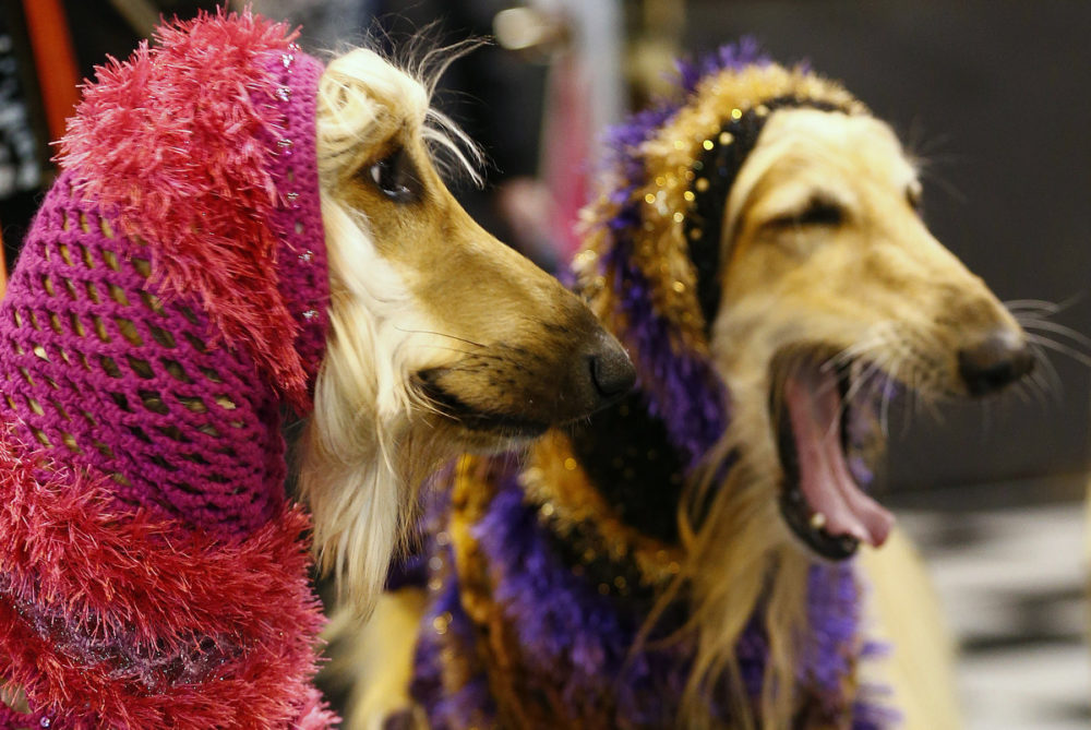 Afghan Hounds wear hoods during the first day of the Crufts Dog Show in Birmingham, central England