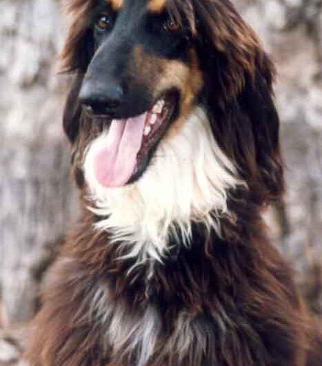 afegao-hound (3)