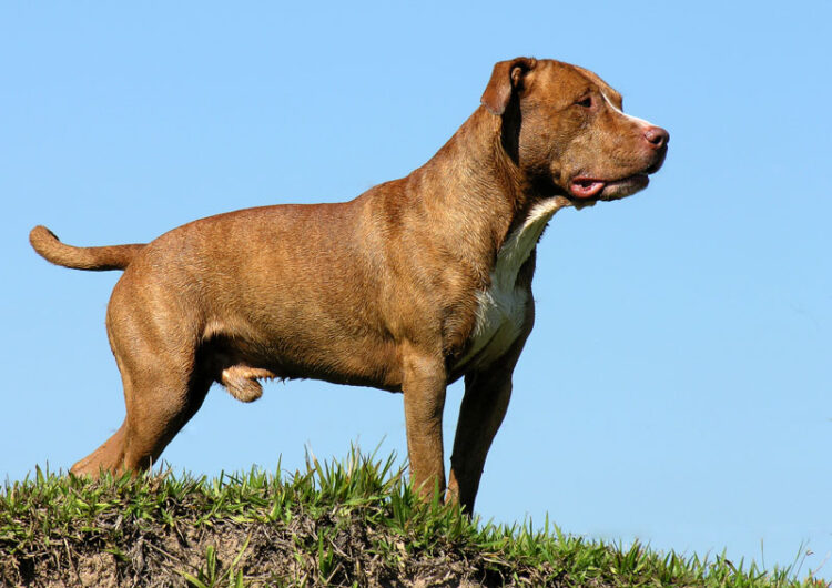 american-staffordshire-terrier (1)