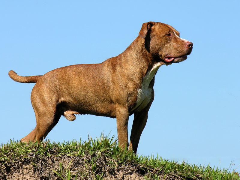 american-staffordshire-terrier (1)