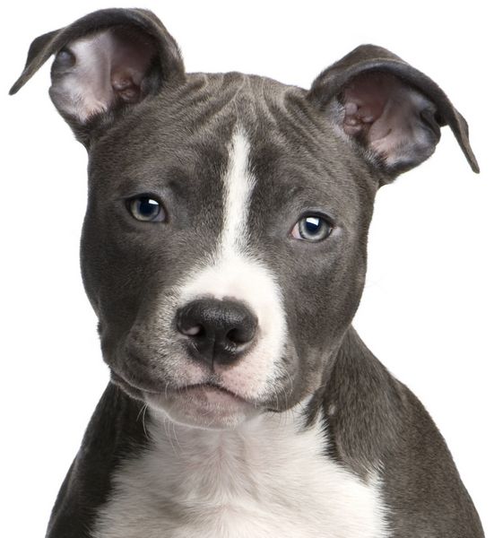 american-staffordshire-terrier (10)