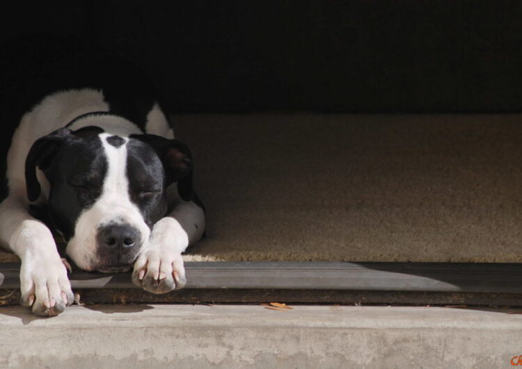 american-staffordshire-terrier (11)