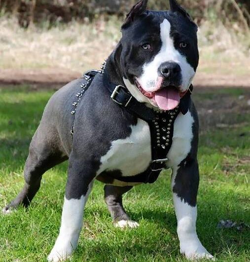 american-staffordshire-terrier (2)