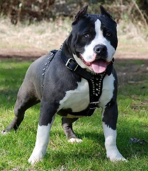 american-staffordshire-terrier (2)