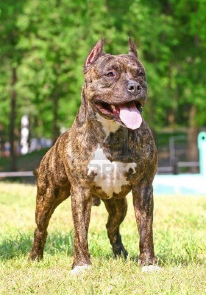 american-staffordshire-terrier (3)