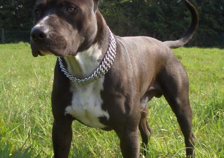 american-staffordshire-terrier (4)