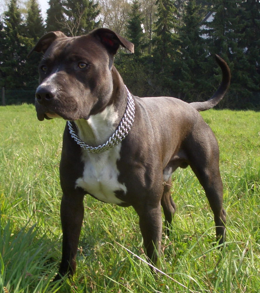 american-staffordshire-terrier (4)