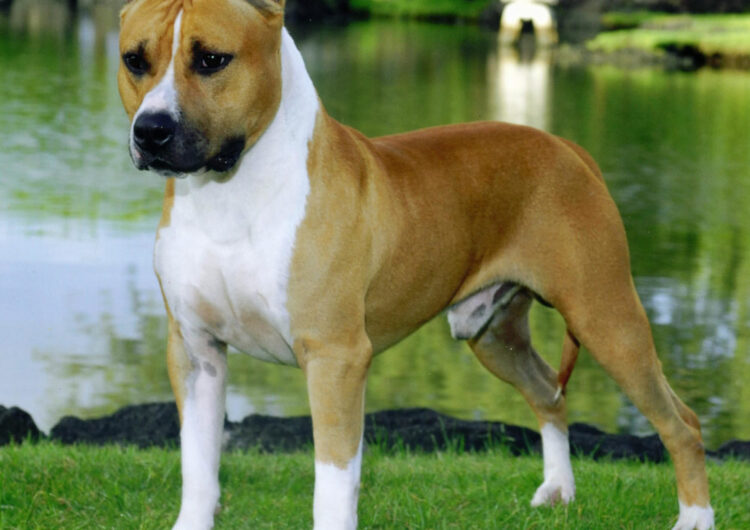 american-staffordshire-terrier (6)