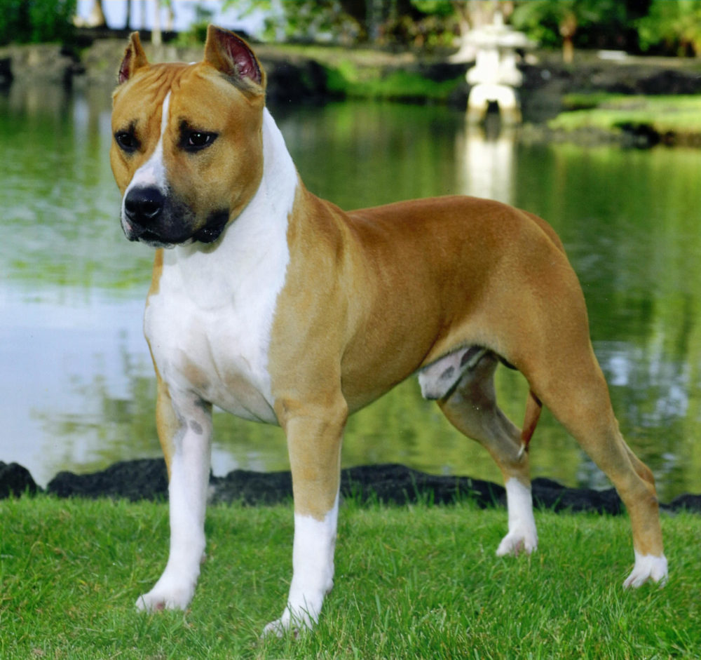 american-staffordshire-terrier (6)