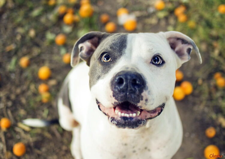 american-staffordshire-terrier (7)