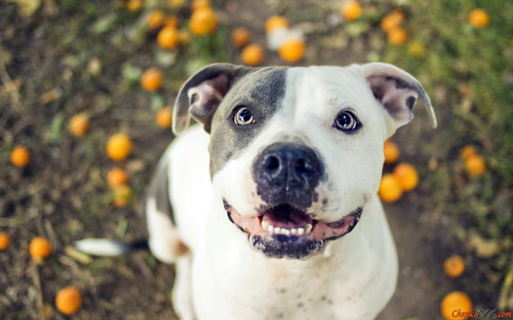 american-staffordshire-terrier (7)