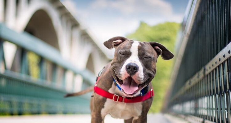 american-staffordshire-terrier (8)