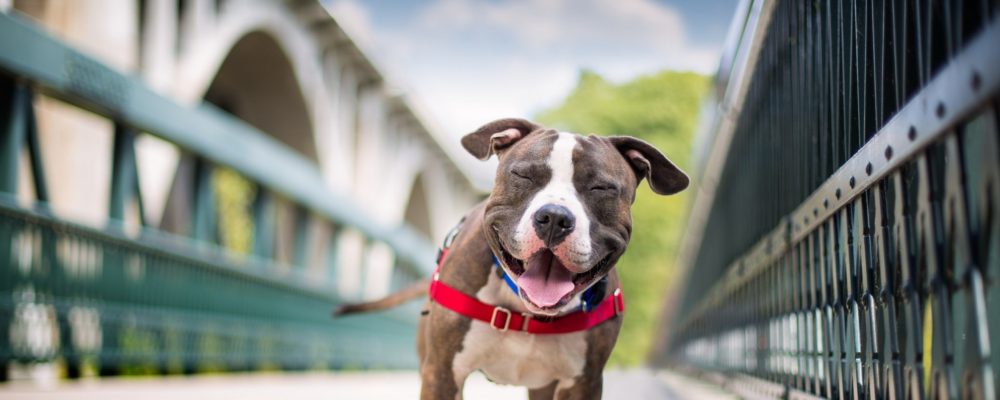 american-staffordshire-terrier (8)