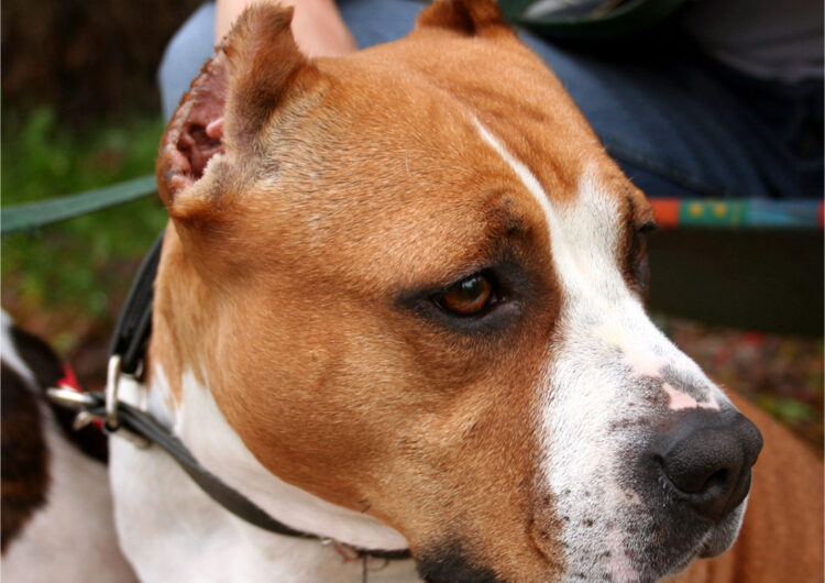 american-staffordshire-terrier (9)