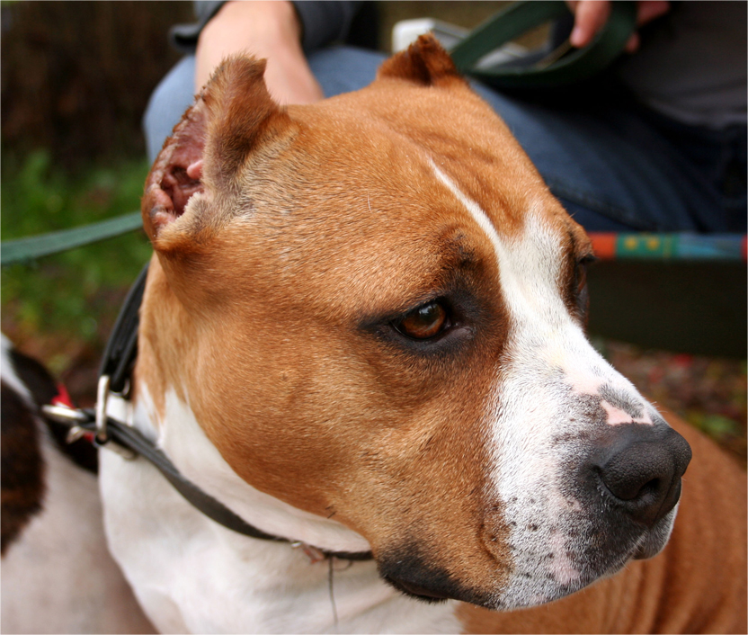 american-staffordshire-terrier (9)