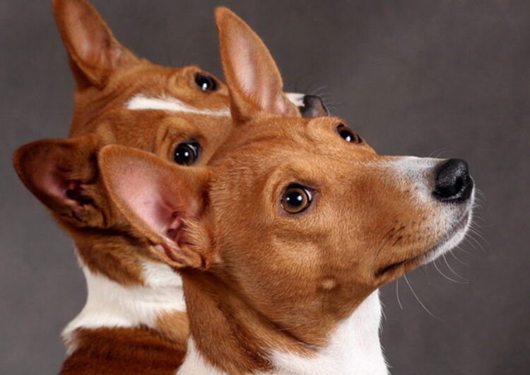 basenji (1)