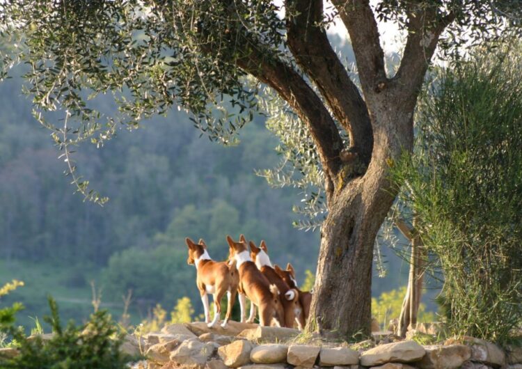 basenji (1)