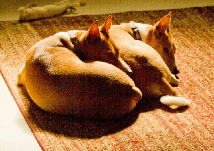 basenji (1)